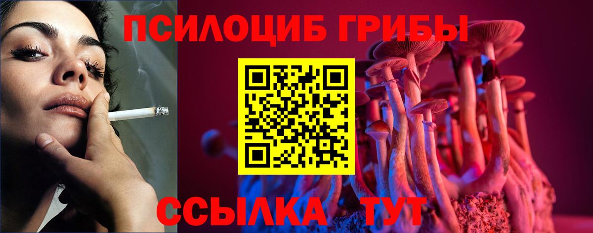 Псилоцибиновые грибы Cubensis Сосновый Бор